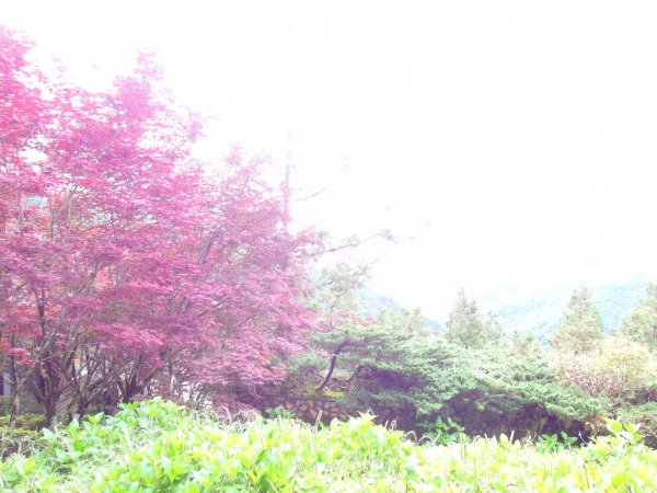 太平山中央階梯紫葉槭43809