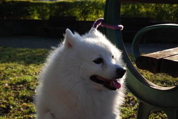 帶銀狐犬去廍子公園散步 2024.1.162404672