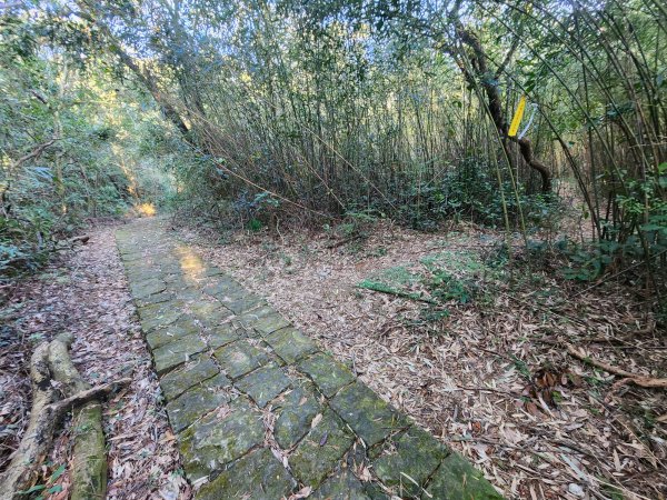 20260110大湖公園捷運站至擎天崗2993193