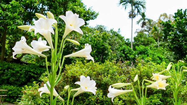 白石湖沒有百合花。晶片關稅2781570