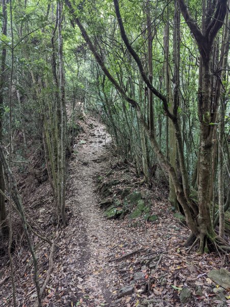 谷關七雄：屋我尾山（大雪山林道來回）1773185