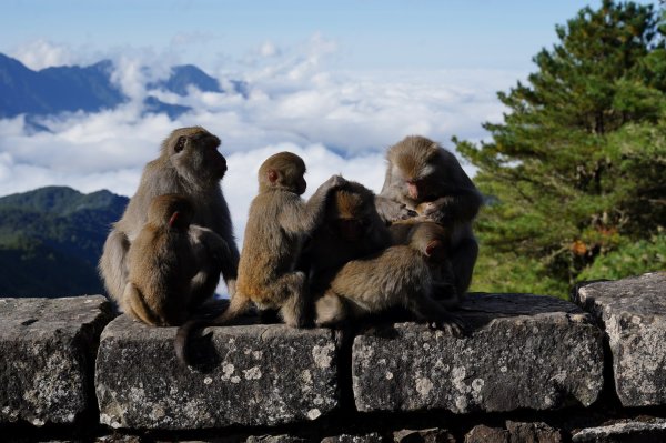 南投 信義 玉山前峰2352058