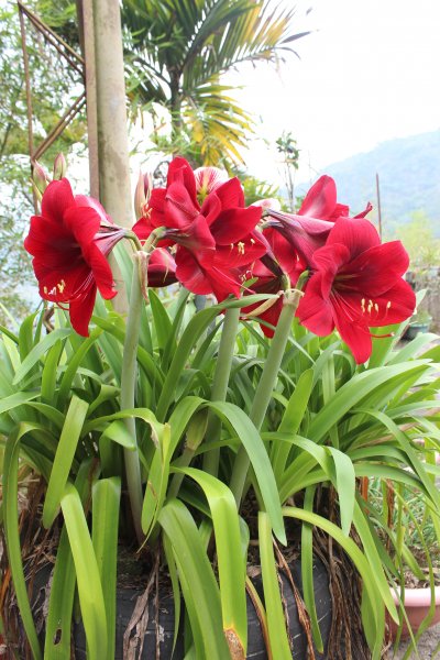 20210417雲林後棟仔山大尖二尖山1358951