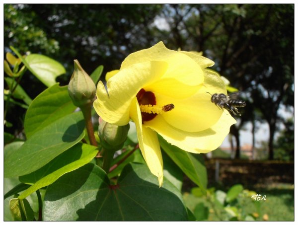夏日/黃槿的花開1417598