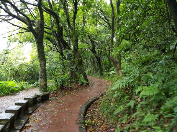 二子坪 。大屯自然公園步道1133442