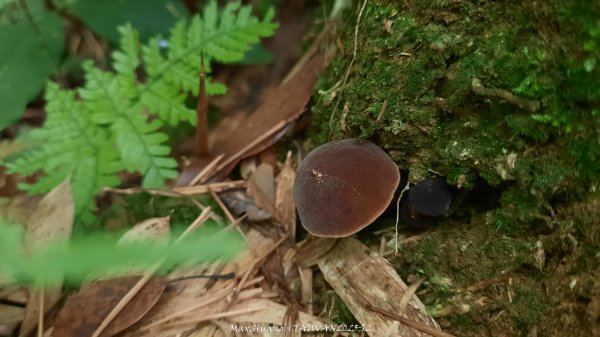 《雲林》望好望角｜石壁山嘉南雲峰步道(中側登山口）202506072805325