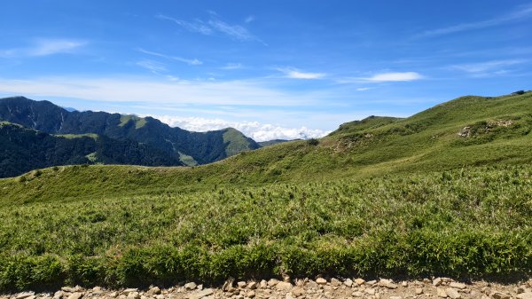 合歡山北峰 小溪營地 鷹角石 合歡北峰名樹2903414