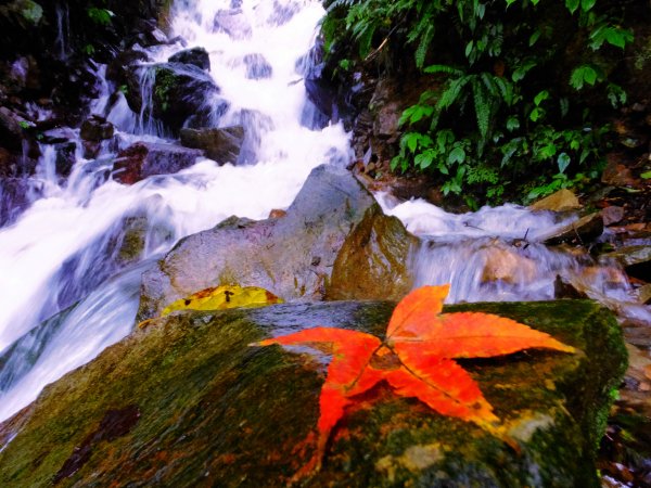寒流暖湯楓紅情：魚路古道大縱走767633