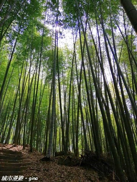 【雲林。古坑】絕美孟宗竹林有如置身武俠電影場景。嘉南雲峰x石壁山登山步道(小百岳)1328709