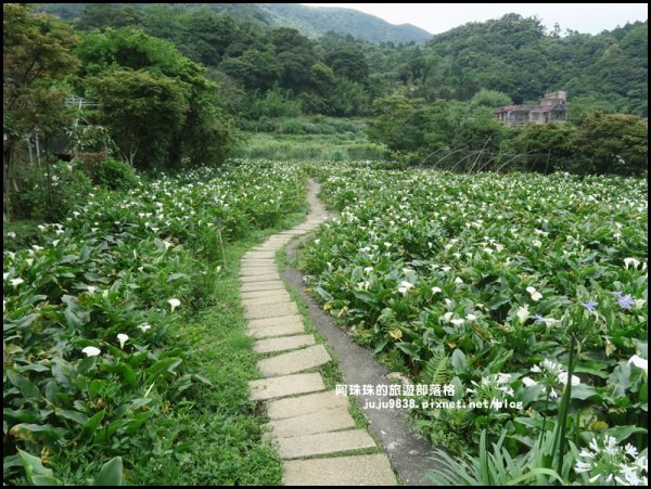 竹子湖繡球花季594241