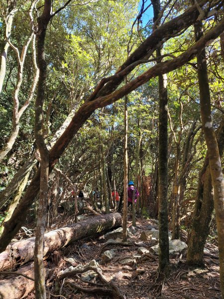 鳶嘴稍來山國家步道2380334