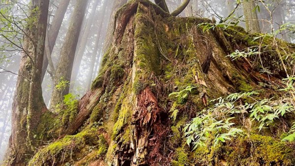 🌈3/28（六）觀霧檜山巨山步道×瀑布步道✨FB：熊熊趴爬走🌈3025250