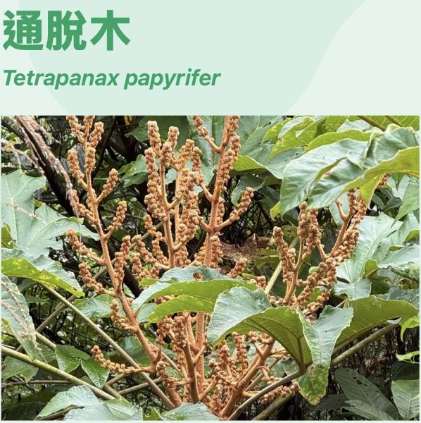 太元宮-關西玉山前-玉山/南柯山-東獅頭山/赤柯山南峰-赤柯山-太元宮 O繞2958080