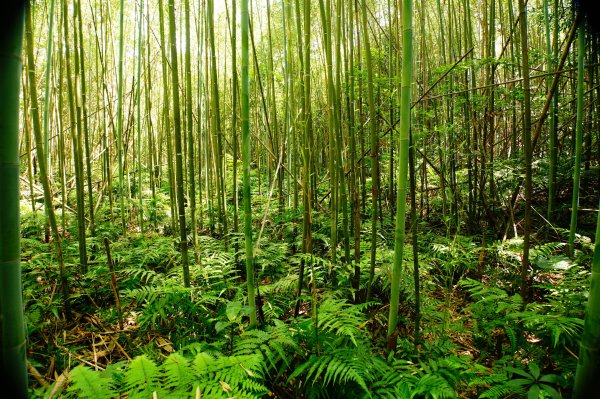 新竹 尖石 那羅山、煤源山3068667