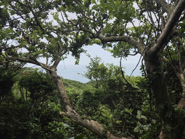 20260810石門山-石崩山北峰-石崩山-尖子鹿山(未果)-阿里荖山-竹子山腳山(騎車爬山)3101656
