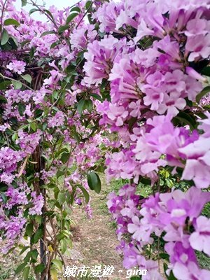 【苗栗】賞花趣~銅鑼杭菊x通霄蒜香藤花廊2945989