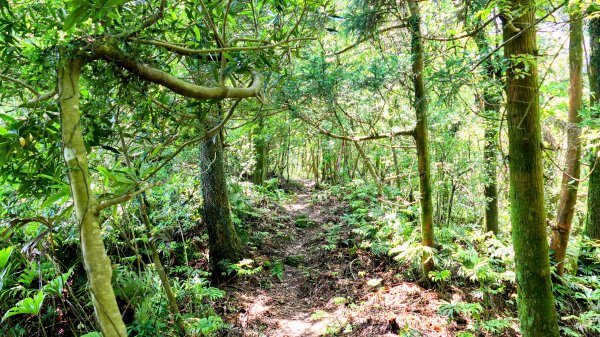 石碇大崙,人頭面山,獅公髻尾山2800426