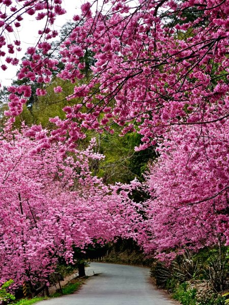 司馬庫斯神木群步道及櫻花季-(新竹)臺灣百大必訪步道3007822