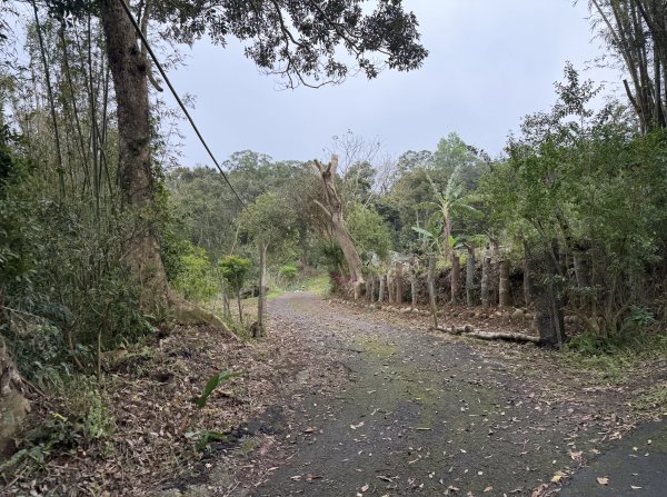 [樟之細路_第二大段RSA17] 2026_0328 飛鳳古道3026070