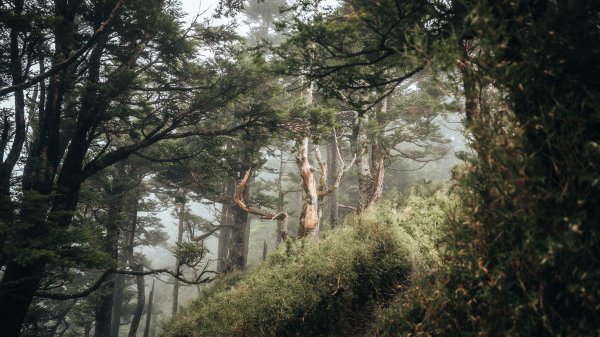 南橫百岳—關山嶺山2383964