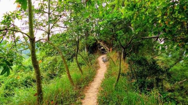 大社觀音山2954785