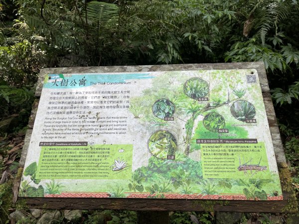 2025_0713 松羅步道2836800