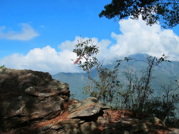 四壯士神木步道x阿冷山(北北峰)787454