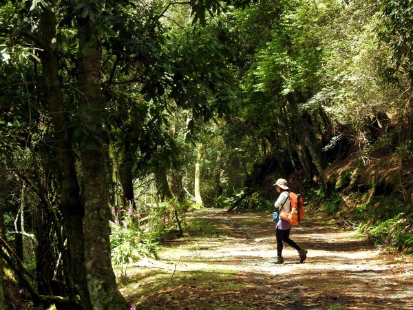 塔塔加楠梓仙溪林道 202506222827097