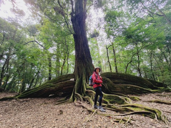 雪見大板根-20250222