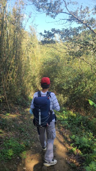 2025-0204 鶯歌_大凍山_三角埔頂山_迴龍2707861