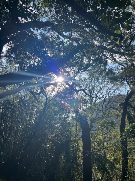 幸福五感森林癒2694312