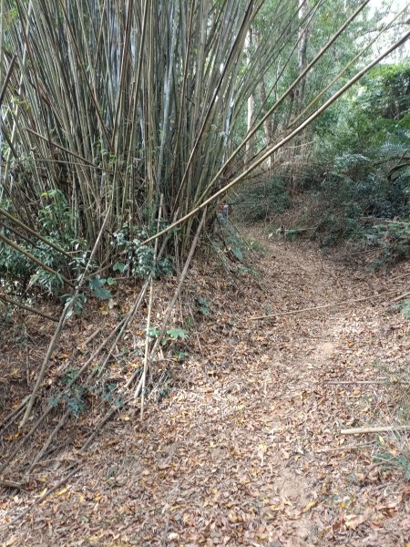 穿霧隘勇線-中三鹿2991740