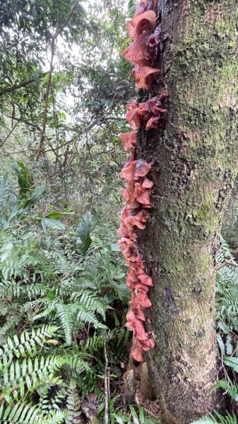 銀河洞越嶺貓空-新高麗坑山-銀獅縱走-猴山岳群峰+三條魚縱走3033525