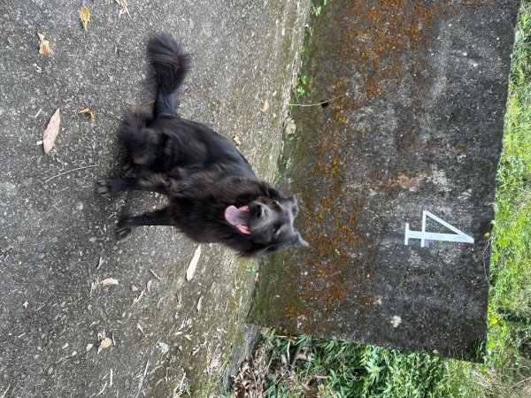 嘉雲二尖山、大尖山2734865