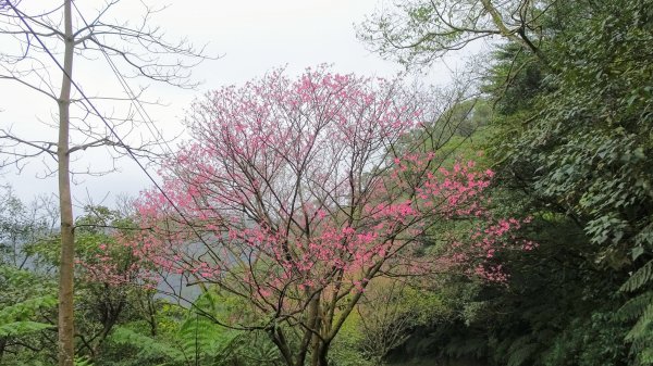 大尖山,四分尾山,勤進路1630945