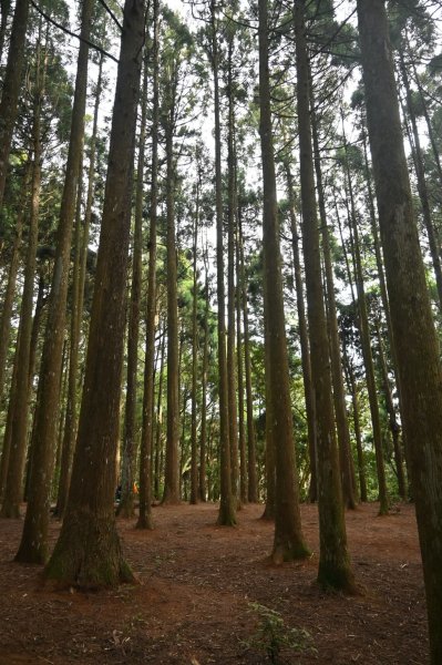 中級山-高島縱走2888421