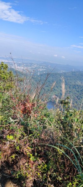 頭寮山步道（桃園大溪）2485247