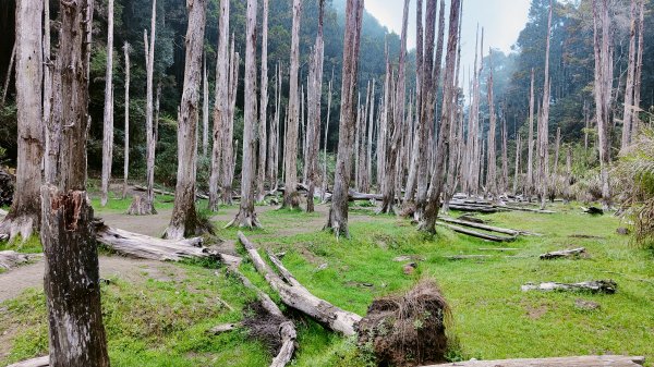 留龍頭 嶺頭山 金柑樹山 忘憂森林 我想抓住您的美2092111