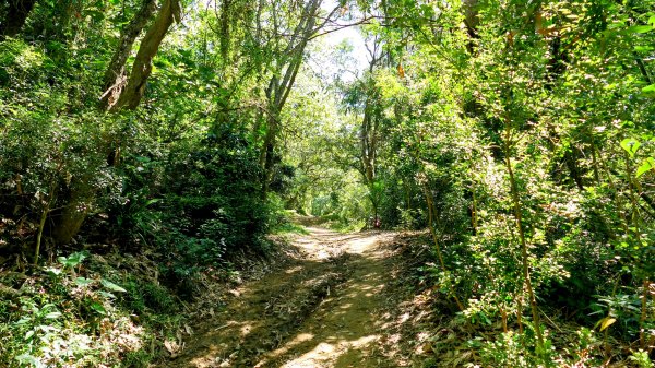 三汀山,苗圃,蝙蝠洞2787346