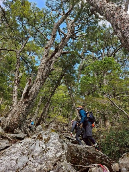 20260320四個毆鷄桑🦸‍♀️南橫溪頭山O繞關山嶺山3022708