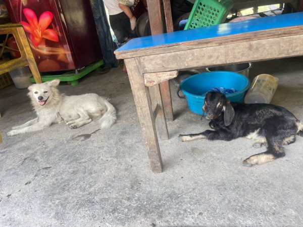 尼泊爾奇旺國家公園4天三夜2788914