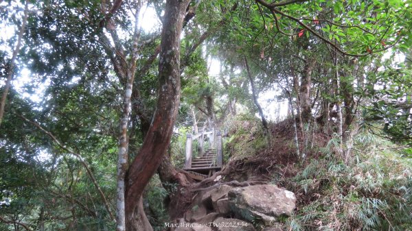 《新竹》斷崖神木｜北得拉曼步道小P繞202510172917612