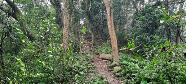 《苗栗》霧雨寒流｜三義三角山步道202512252969243