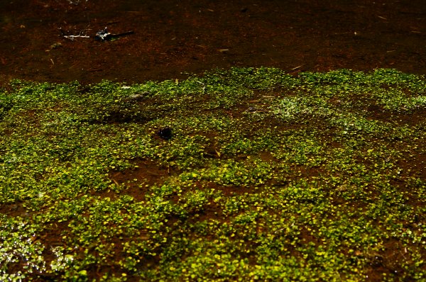 武法奈尾山天巒池872527