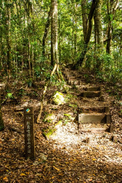 稍來山楓葉林2960873