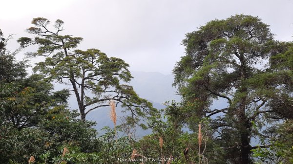 《新竹》斷崖神木｜北得拉曼步道小P繞202510172917587