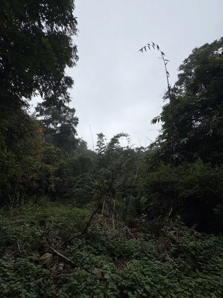 20251108西阿里關山步道(小林村東側登山口啟登)2933495