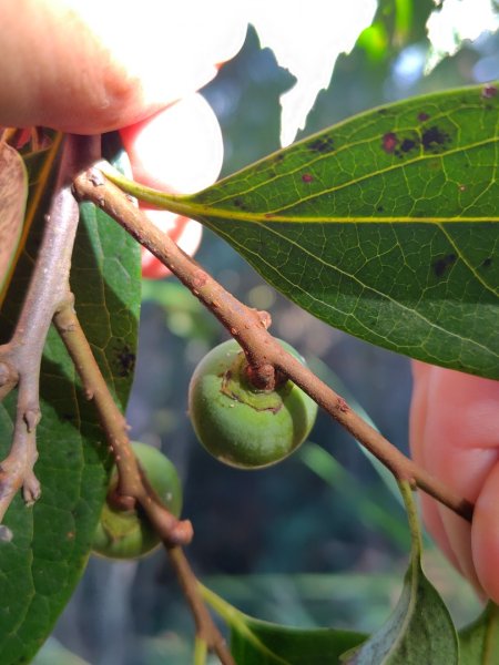 唐麻丹山 蝴蝶谷2918819