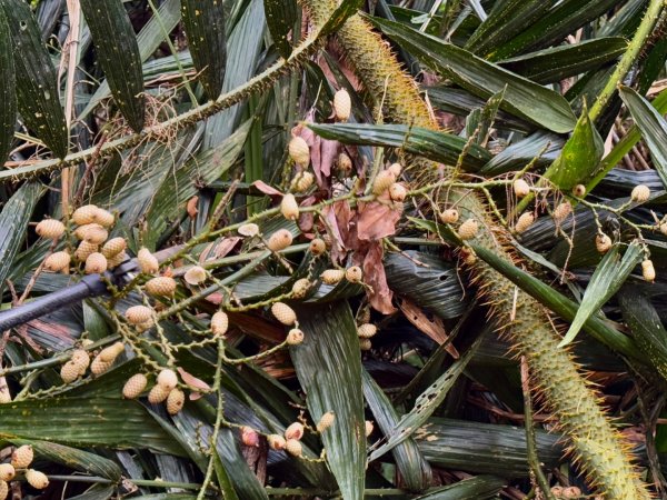 走大橫屏山九份二山(小百岳#45、47)賞梅去2695060