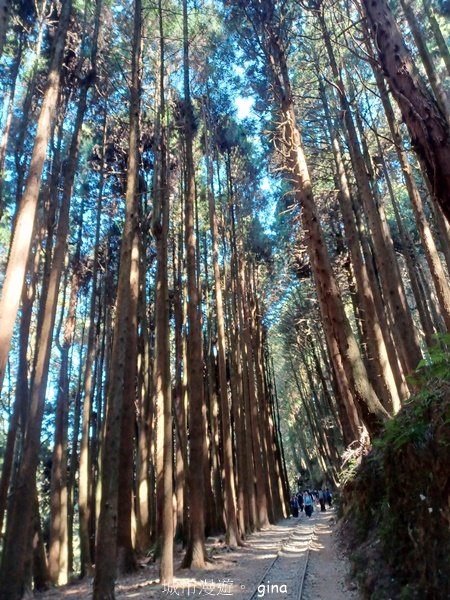 【嘉義阿里山鄉】遠離塵世走入山林芬多精。 特富野古道~自忠至特富野 (往返)2484549